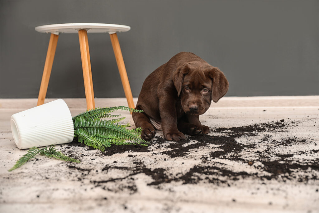 Pet-Proof The Mohawk Carpet Technology Every Corona Family Needs by Sterling Flooring