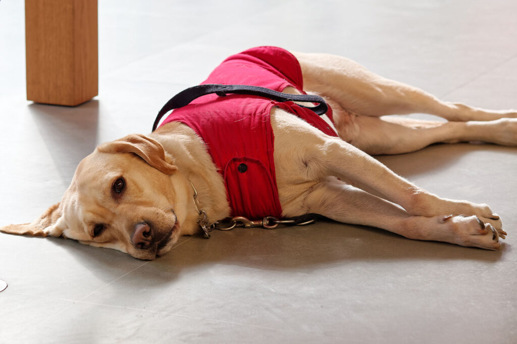 best flooring for large dogs in Anaheim, CA